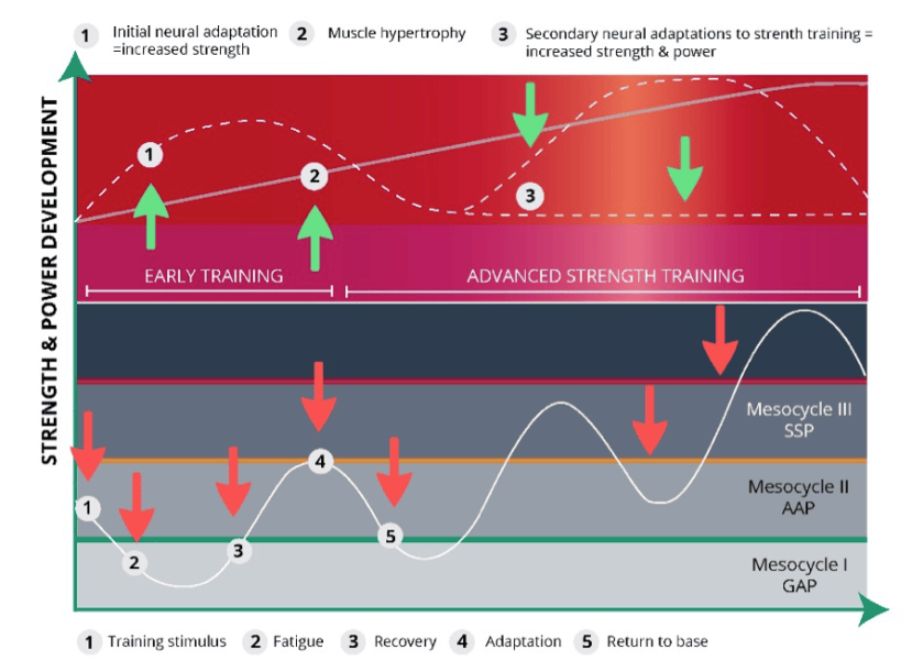 Understanding Neuromuscular Adaptations in High Performance Athletes ...